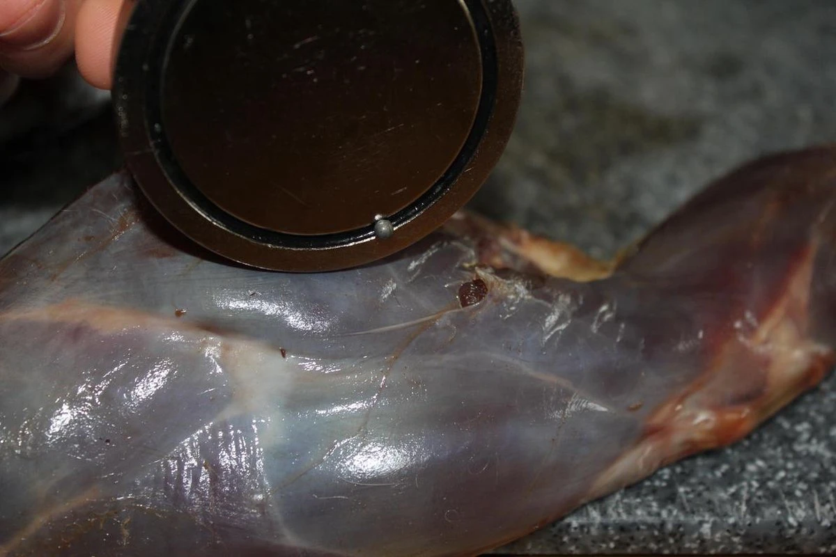 【JACHTMAGNEET / HAGELMAGNEET 】– Jacht accessoires 2020 – Hagel verwijderaar – Jagers cadeau - Wild magneet 【JACHTMAGNEET / HAGELMAGNEET 】– Jacht Accessoires 2020 – Hagel Verwijderaar – Jagers Cadeau - Wild Magneet -Bo-Camp Verkoop 1200x800 28